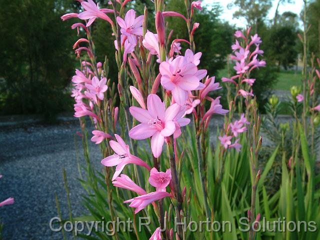 Watsonia Pink